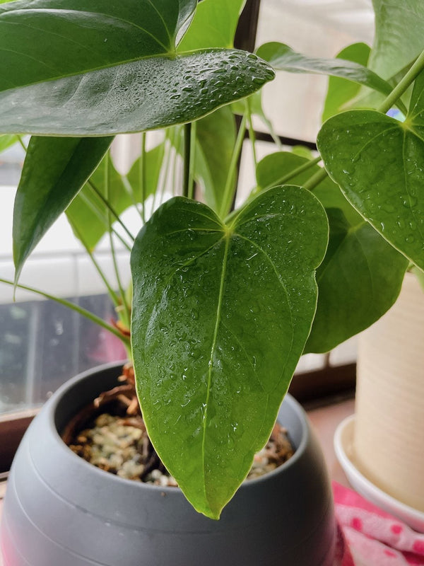 Semprotan Mikro Tekanan Tinggi 的顧客照片