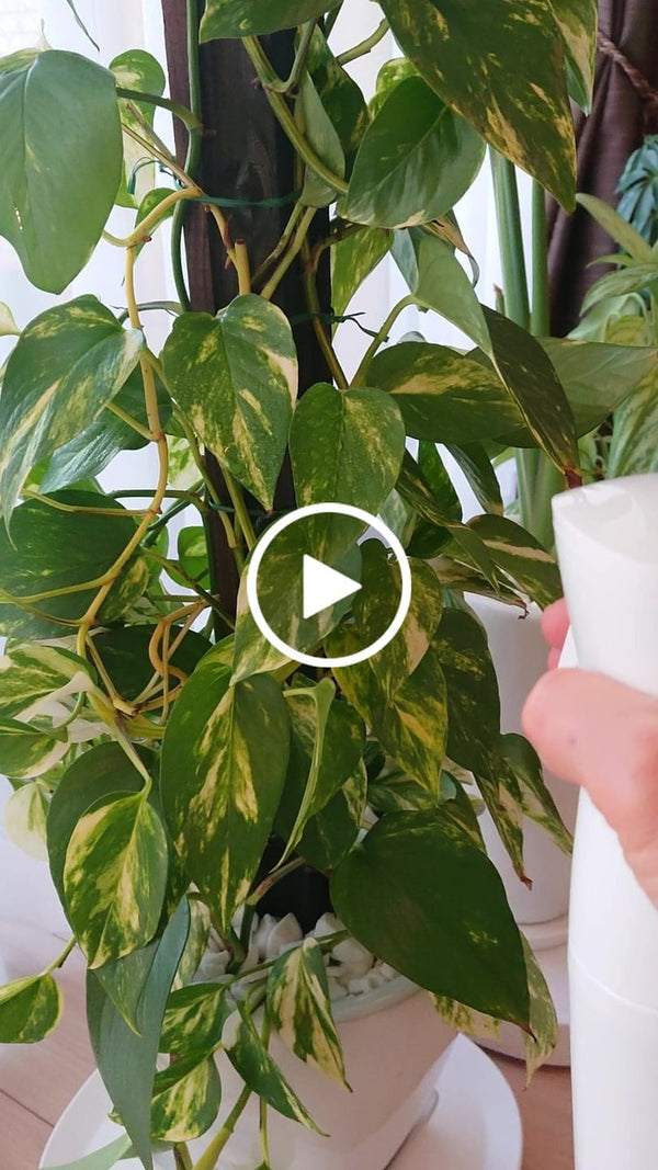 Semprotan Mikro Tekanan Tinggi 的顧客照片
